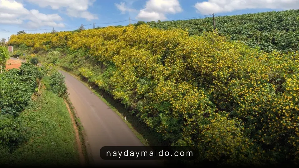 Mùa hoa dã quỳ cuối tháng 10 đến cuối tháng 11 hàng năm