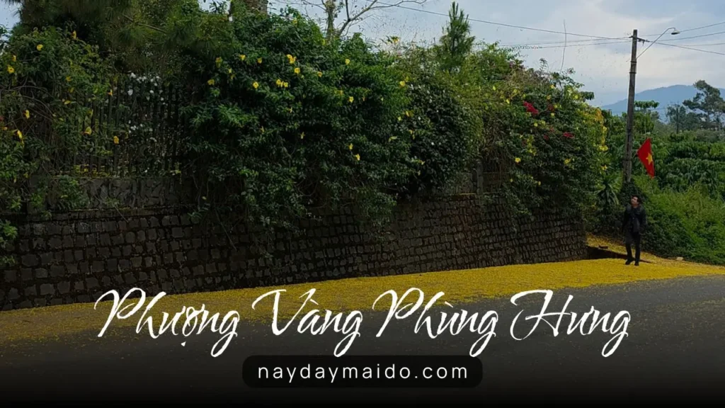 Cảm giác khi đứng giữa con đường hoa vàng