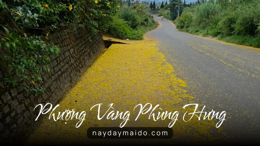 Phượng Vàng – sắc vàng rất khác giữa lòng Bảo Lộc