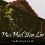 Pine Peak Bảo Lộc – Không Gian Lưu Trú Giữa Đồi Thông