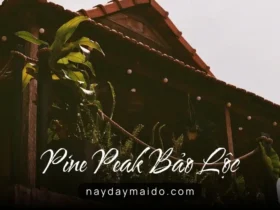 Pine Peak Bảo Lộc – Không Gian Lưu Trú Giữa Đồi Thông