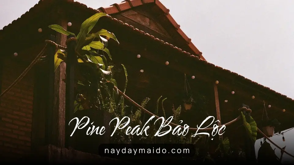 Pine Peak Bảo Lộc – Không Gian Lưu Trú Giữa Đồi Thông