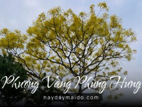 Phượng Vàng Bảo Lộc – Con đường đẹp nhất Phùng Hưng