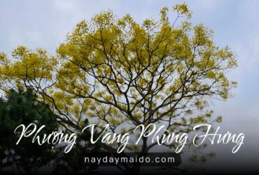 Phượng Vàng Bảo Lộc – Con đường đẹp nhất Phùng Hưng