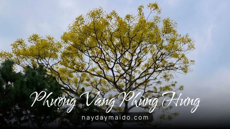 Phượng Vàng Bảo Lộc – Con đường đẹp nhất Phùng Hưng